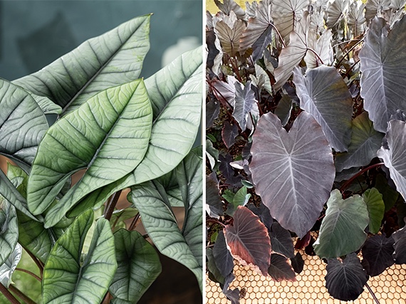 Alocasias y colocasias:  espectaculares ‘orejas de elefante’